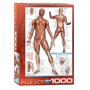 Puzzle 1000kom THE MUSCULAR SYSTEM 