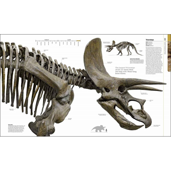 DINOSAURS AND PREHISTORIC LIFE 