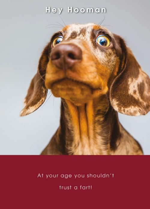 Rođendanska čestitka CONCERNED SAUSAGE DOG 