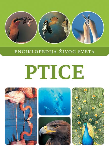PTICE 