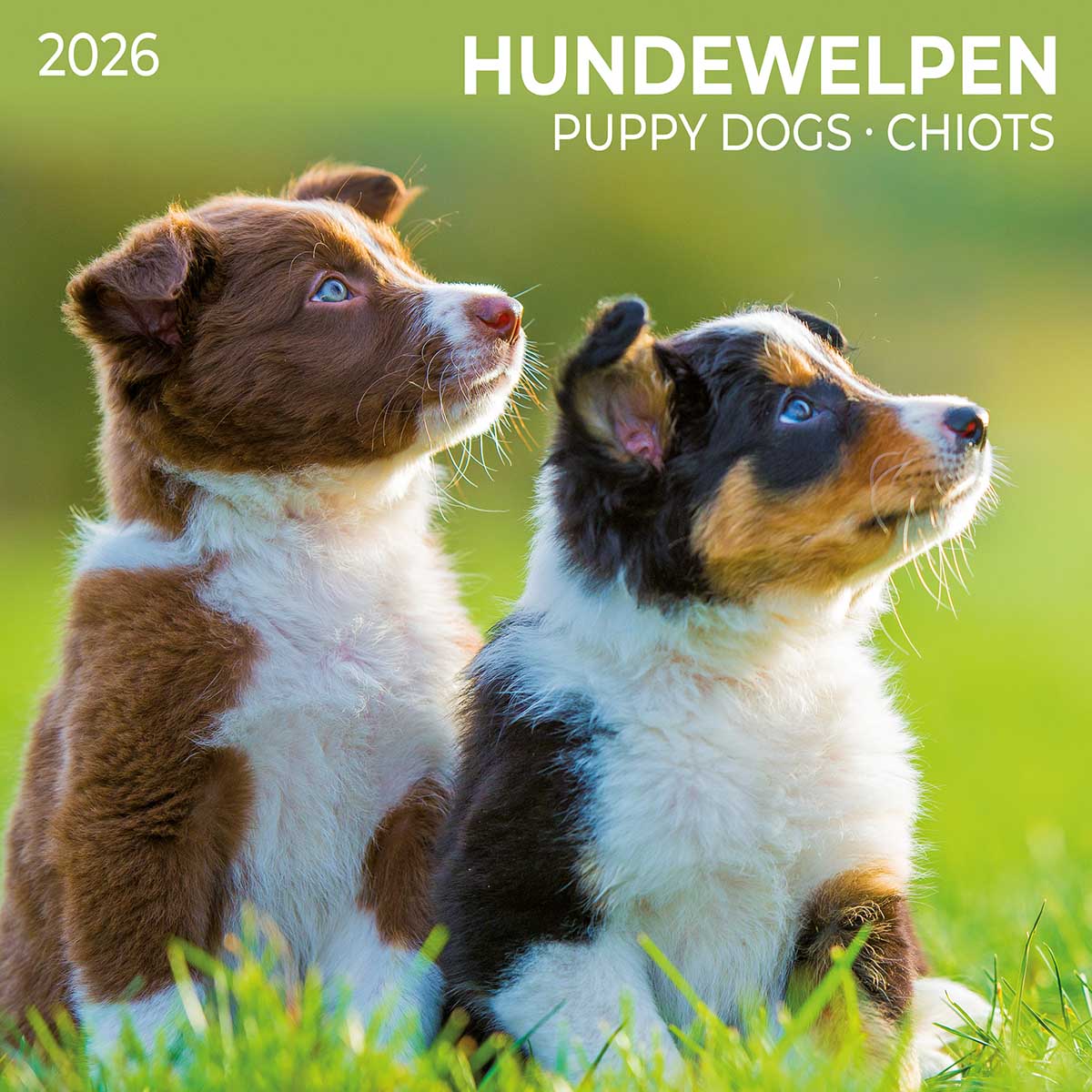Zidni kalendar 2026 PUPPY DOGS 