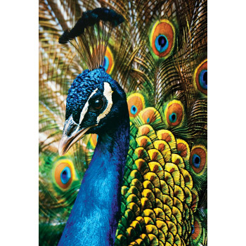 PUZZLE 250kom COLOURFUL NATURE PEACOCK 