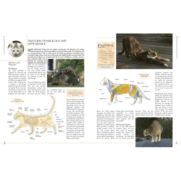 THE COMPLETE ILLUSTRATED ENCY OF CATS AND KITTENS 