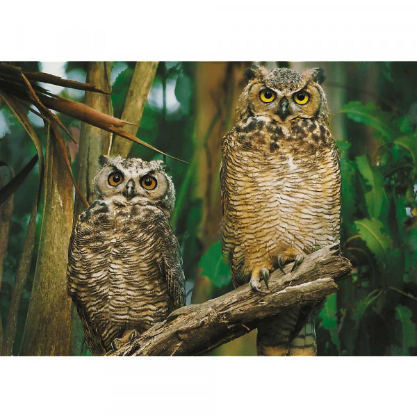 Puzzle TREFL Owls 1000 