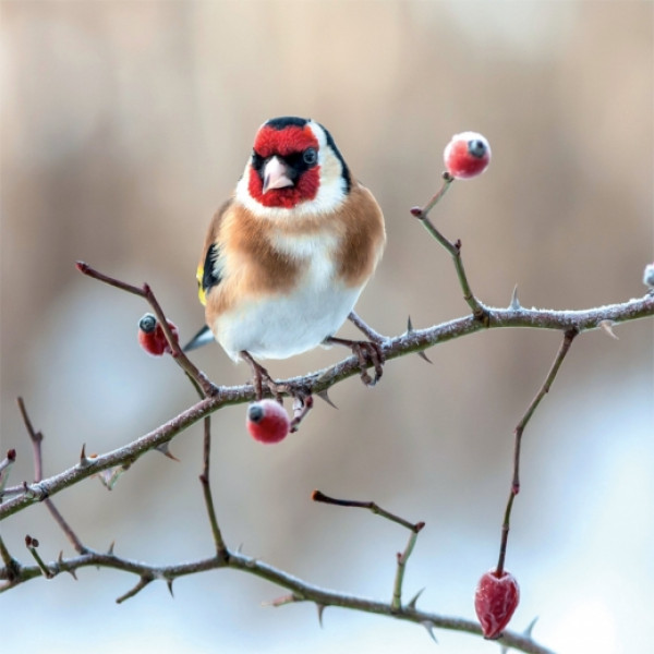 Zidni kalendar za 2023 - BIRDS IN OUR GARDEN 