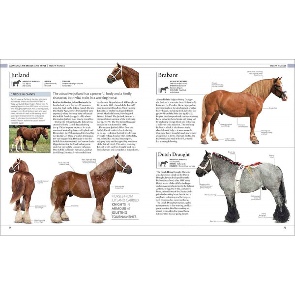 THE HORSE ENCYCLOPEDIA 