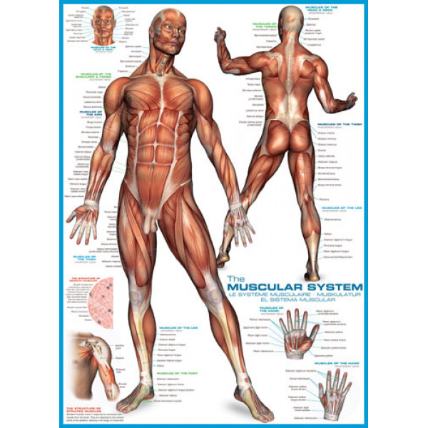 Puzzle 1000kom THE MUSCULAR SYSTEM 