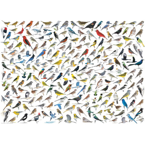 Puzzle THE WORLD OF BIRDS 1000kom 