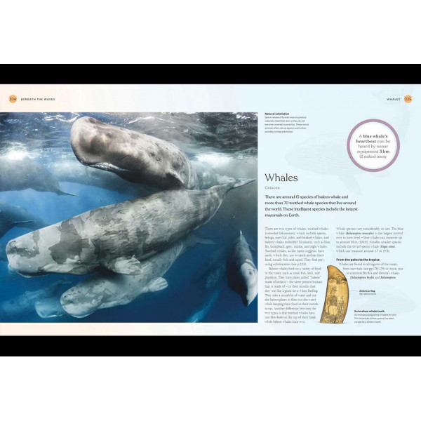 THE SCIENCE OF THE OCEAN 