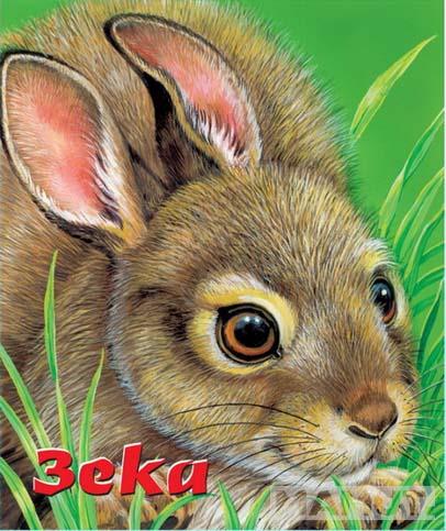 ZEKA 