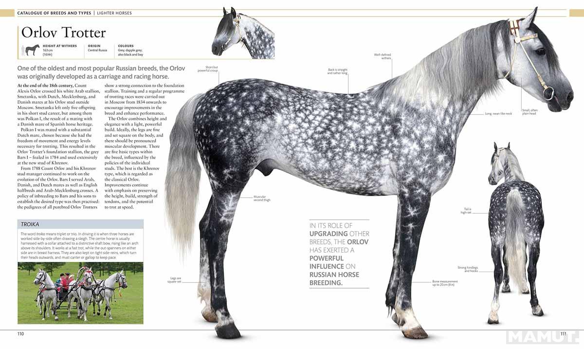 THE HORSE ENCYCLOPEDIA 