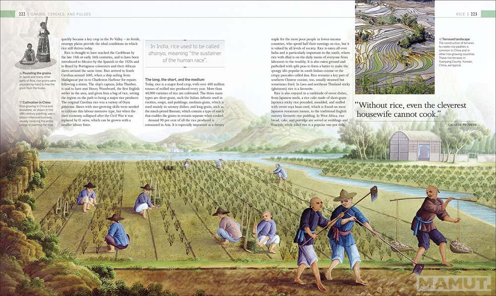 THE STORY OF FOOD 