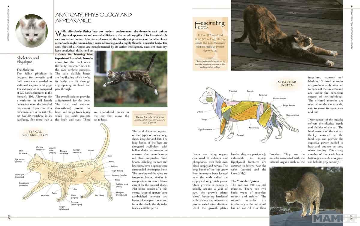 THE COMPLETE ILLUSTRATED ENCY OF CATS AND KITTENS 