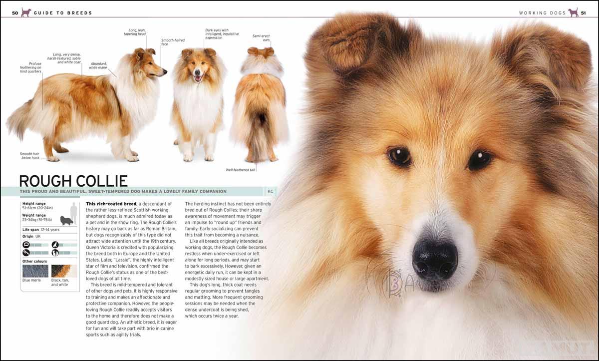 THE COMPLETE DOG BREED 