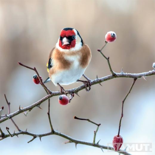 Zidni kalendar za 2023 - BIRDS IN OUR GARDEN 