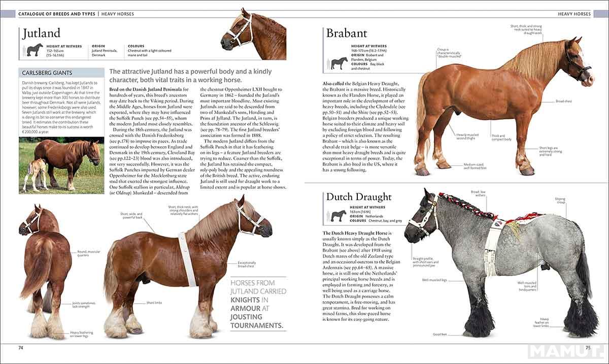 THE HORSE ENCYCLOPEDIA 