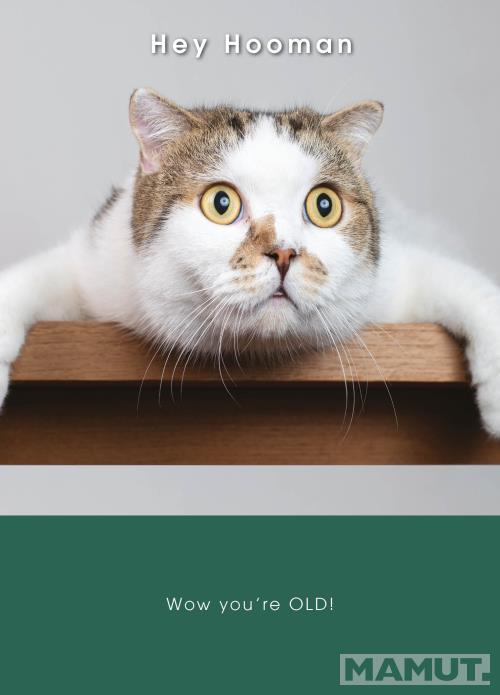 Rođendanska čestitka SHOCKED CAT 