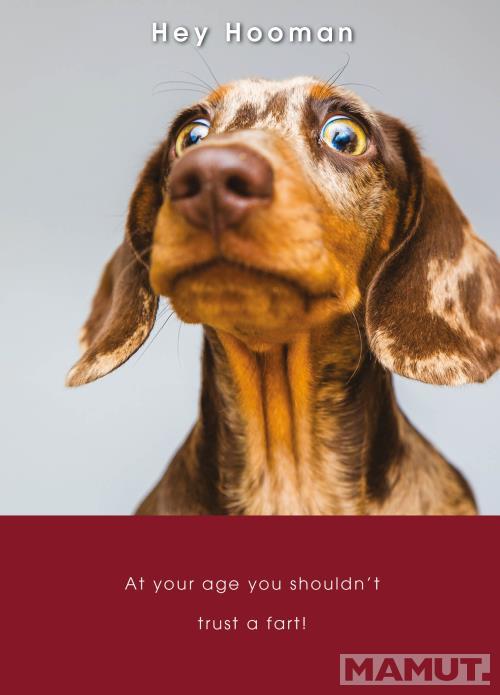 Rođendanska čestitka CONCERNED SAUSAGE DOG 