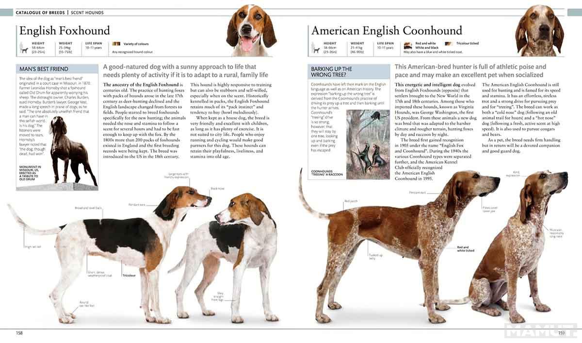 THE DOG ENCYCLOPEDIA 