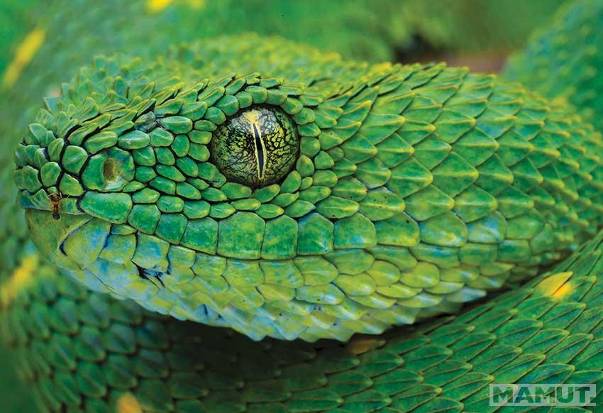 PUZZLE 250kom COLOURFUL NATURE SNAKE 