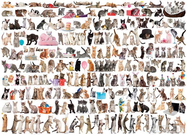 Puzzle 1000kom THE WORLD OF CATS 