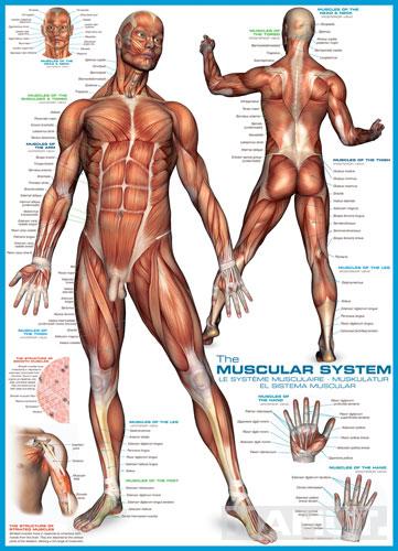 Puzzle 1000kom THE MUSCULAR SYSTEM 