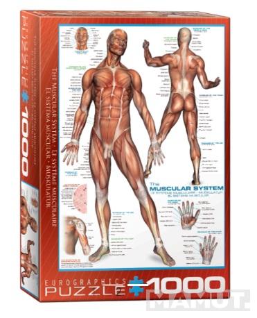Puzzle 1000kom THE MUSCULAR SYSTEM 