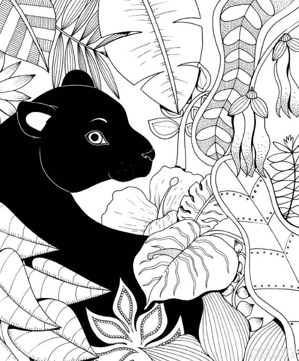 KNJIGA O DŽUNGLI - BOJANKA 