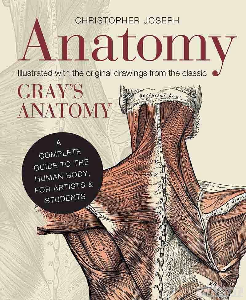 ANATOMY drawings from Grays Anatomy 